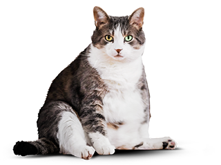 Fat cat Boris